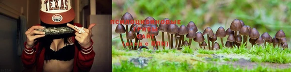 гашишное масло Богданович